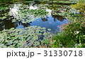 summer lake with water-lily flowers on blue water 31330718