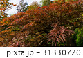 Colorful foliage in the autumn park Autumn leaves 31330720