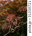 Colorful foliage in the autumn park Autumn leaves 31330721
