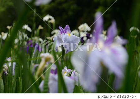 宇和島市の花菖蒲、はなやかに 宇和島市の花菖蒲、はなやかに 31330757