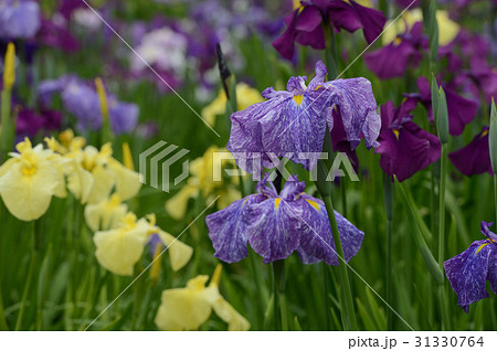 宇和島市の花菖蒲、はなやかに 31330764