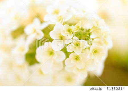 アジサイ 品種(八重柏葉) 31330814