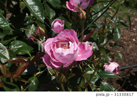 バラの花 ニュー ウェーブ の写真素材