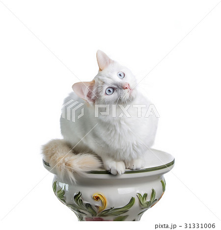 White cat White cat 31331006
