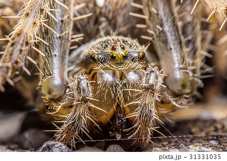 Spider macro 31331035