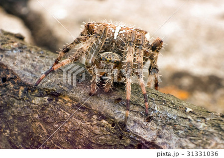 Spider 31331036
