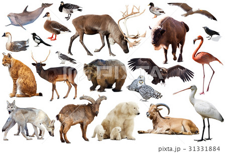 europe animals isolated 31331884