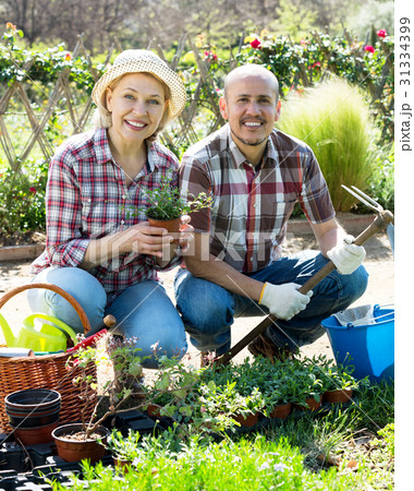 Couple looking after flowers in the garden 31334399