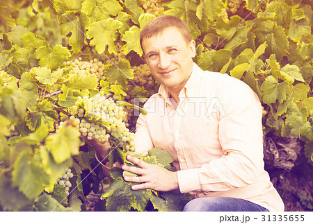 Vintner with clusters of grape 31335655