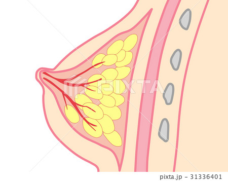 乳房　仕組み 31336401
