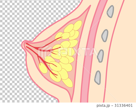 乳房　仕組み 31336401