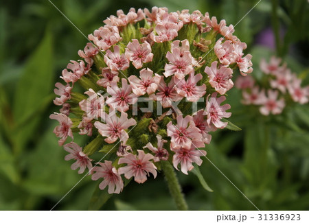 リクニス・カルセニカ リクニス・カルセニカ 31336923