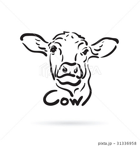 Vector of hand drawn cow on white background. Farm Vector of hand drawn cow on white background. Farm 31336958