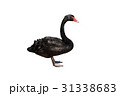 ブラックスワン  31338683