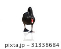 ブラックスワン  31338684