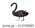 ブラックスワン  31338685