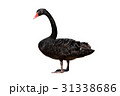 ブラックスワン  31338686
