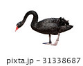 ブラックスワン  31338687