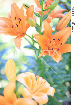 ゆり 品種(ボンソワール) 31339690