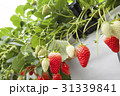 イチゴ狩り 31339841