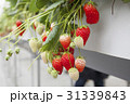イチゴ狩り 31339843