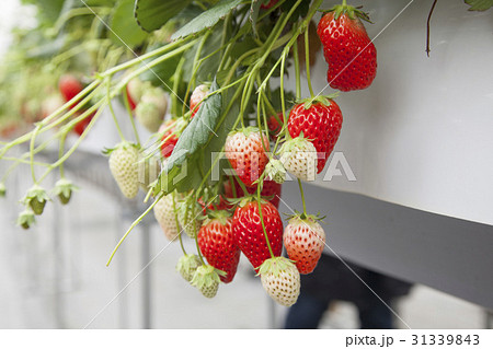 イチゴ狩り イチゴ狩り 31339843