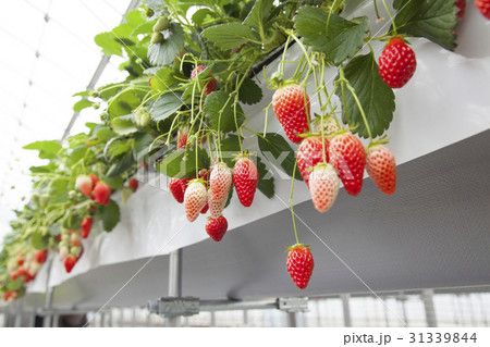 イチゴ狩り 31339844