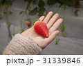 イチゴ狩り 31339846