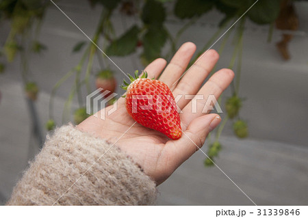 イチゴ狩り イチゴ狩り 31339846