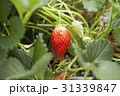 イチゴ狩り 31339847