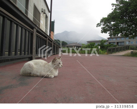 桜島と猫 2017.6.6.  31339858