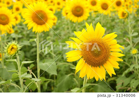 座間ひまわりまつりの花畑で一斉に咲きほこった夏の花「ひまわり」の大輪 座間ひまわりまつりの花畑で一斉に咲きほこった夏の花「ひまわり」の大輪 31340006