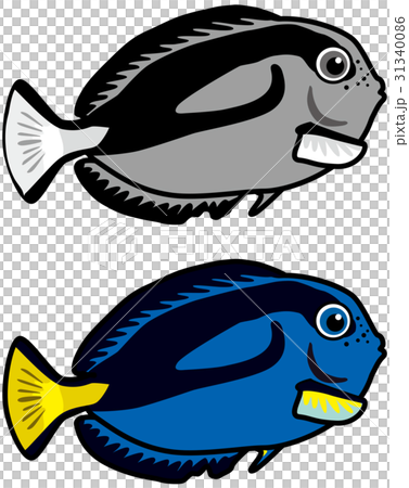 熱帯魚ナンヨウハギ カラー モノクロのイラスト素材