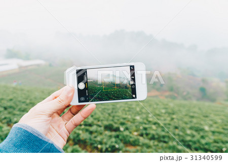 Smartphone in hand for take photo of strawberry Smartphone in hand for take photo of strawberry 31340599