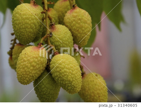 レイシ　果実 31340605