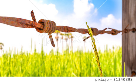 Old and rusty barbed wire 3D render. 31340898