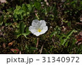 銀盃草 31340972