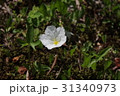 銀盃草 31340973