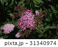 シモツケ 31340974