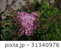 シモツケ 31340976
