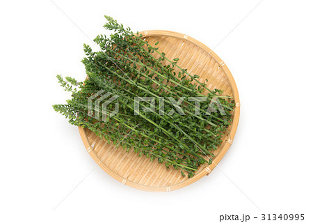 シソの実 31340995