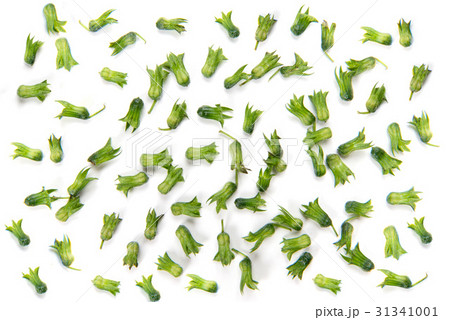 シソの実 31341001