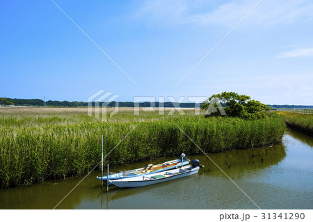涸沼の湿原と自然 涸沼の湿原と自然 31341290