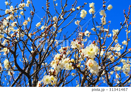 梅の花（玉英） 31341467