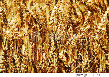 麦畑 麦畑 31341569