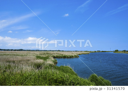 涸沼の湿原と自然 涸沼の湿原と自然 31341570