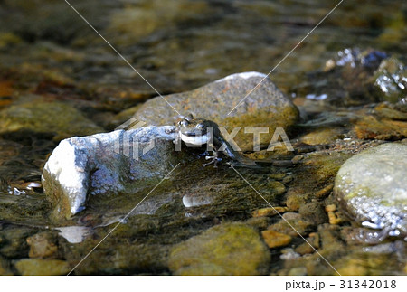 カジカガエル 31342018
