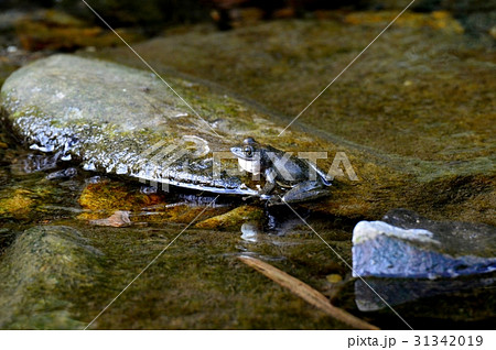 カジカガエル 31342019
