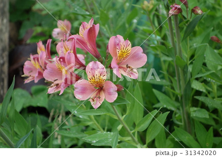 アルストロメリアの花 アルストロメリアの花 31342020