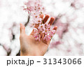 桜 31343066